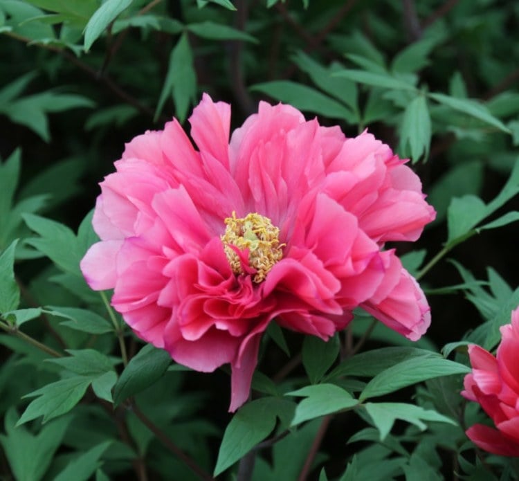 Pfingstrosen-Garten-Dutschess-of-Kent-Blume-rosa