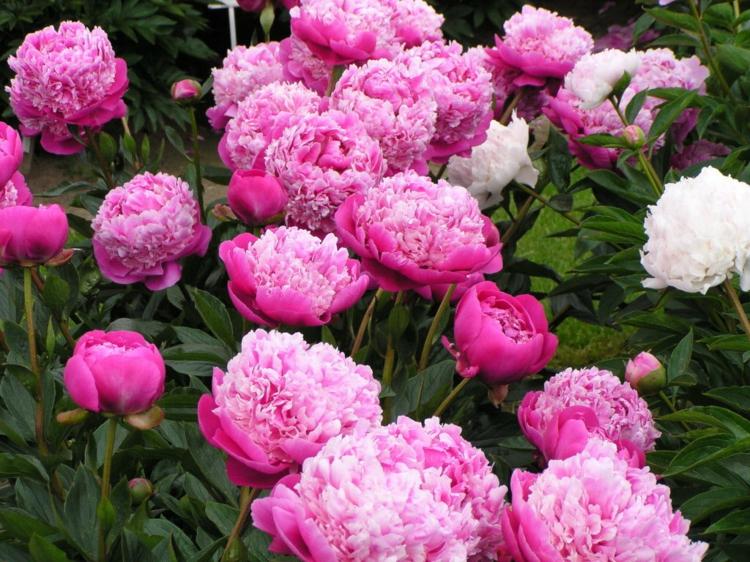 Pfingstrosen-Garten-hell-rosa-Blüten-Ideen
