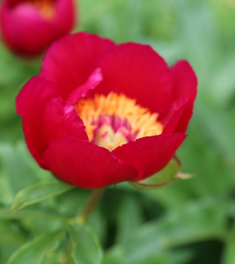 Pfingstrosen-Garten-kaufen-James-Crawford-Weguelin-rot-gold-Blüten