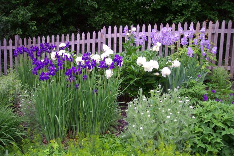 Pfingstrosen-Garten-kaufen-kombinieren-Iris-Blume