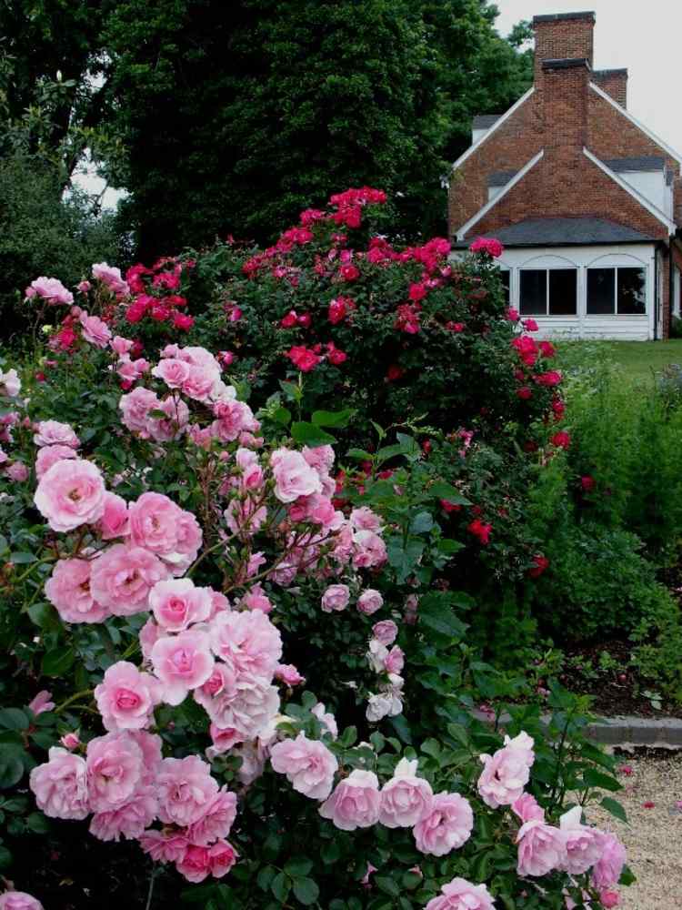 Rosenbüschen-im-Frühling-in-Rosa