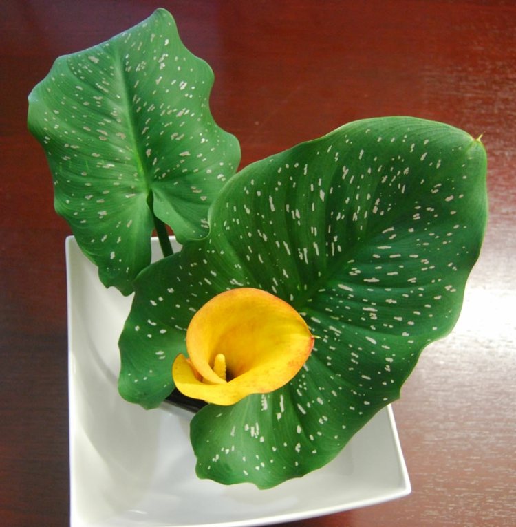 Zantedeschia-elliottiana-Zimmerpflanze-in-Gelb