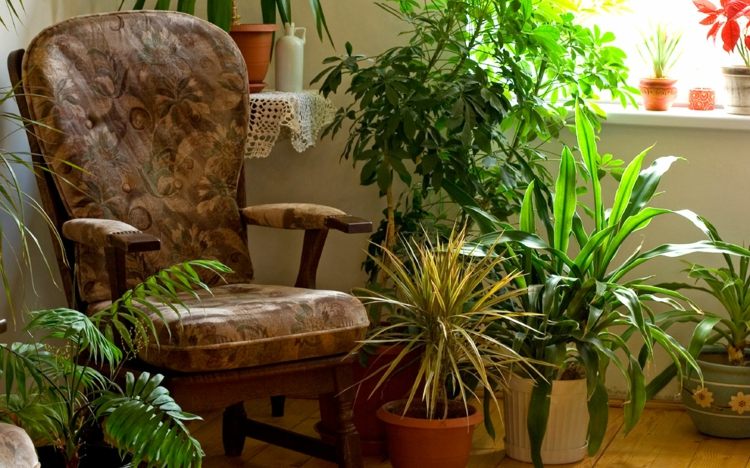 Zimmerpflanzen-Palmen-Sessel
