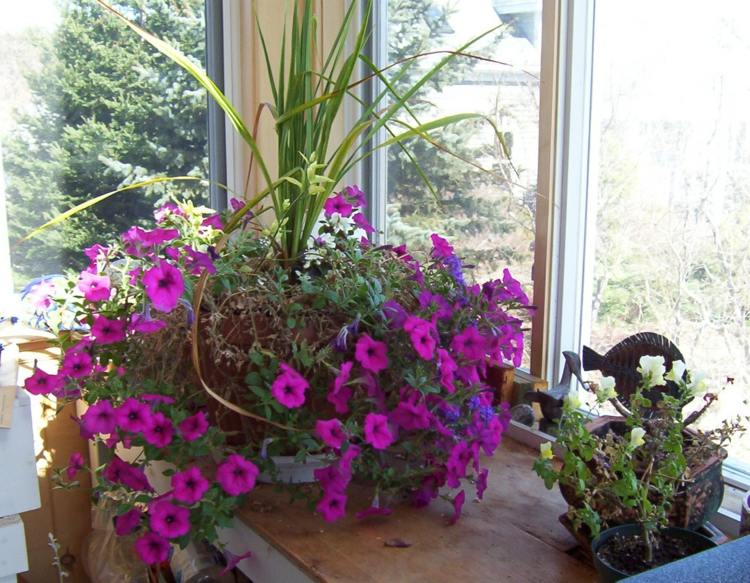 Zimmerpflanzen-in-der-Blütezeit