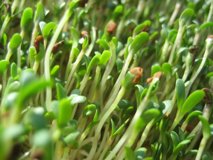 alfalfa sprossen pflanzen nahrung vegan gesund