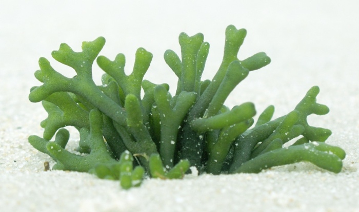 alge ernährung gesund mineralien nährstoffe pflanzen