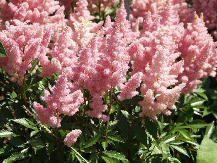 astilbe rosa blüte prachtspieren garten pflanzen
