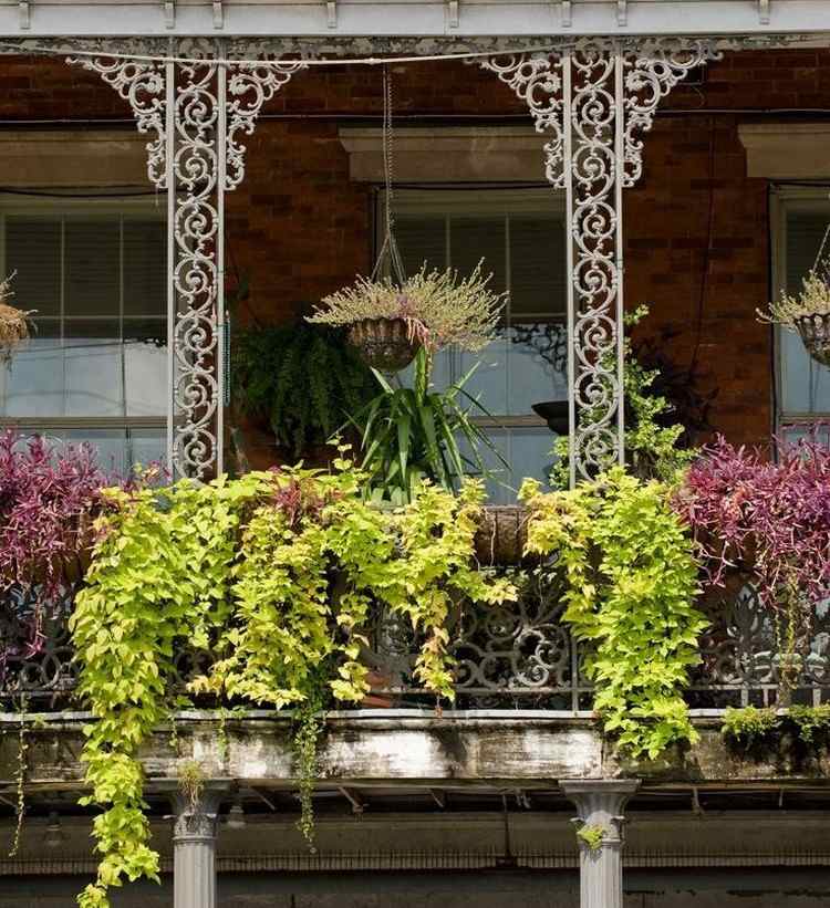 balkon-pflanzen-hangepflanzen-lavendel-blumenampel