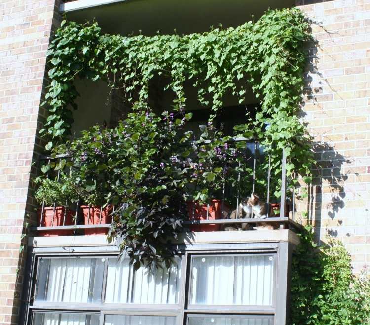 balkon-pflanzen-kletterpflanzen-suesskartoffel-dunkle-farbe