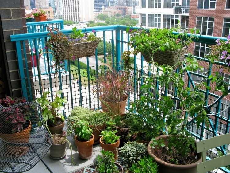 Balkon Pflanzen krauter-tomaten-gemuse-anbauen