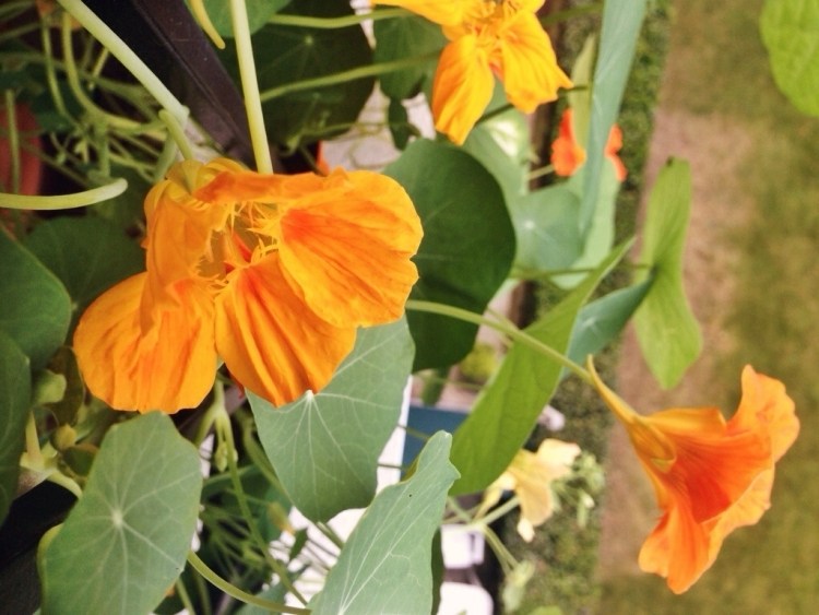 balkon-pflanzen-orange-kapuzinerkresse