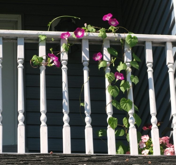 balkon-pflanzen-schlingpflanze-prunkwinde-purpur-gelander