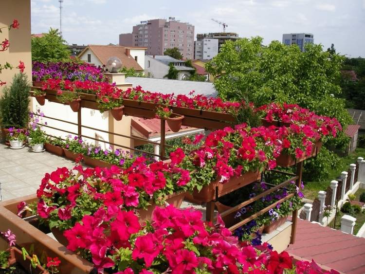 Balkon Sichtschutz pflanzen-petunien-balkonkasten-gelander