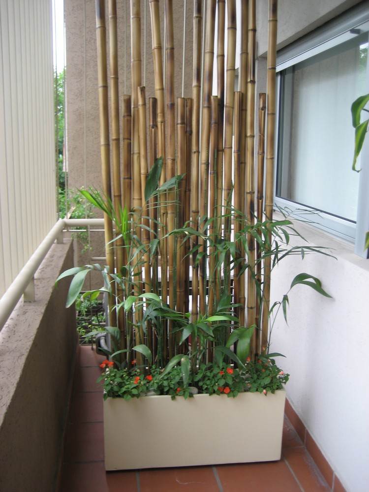Balkon Sichtschutz -pflanzen-pflanzkuebel-bambusstangen-wand