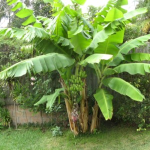 bananenstaude garten blätter exotische gartengestaltung pflege