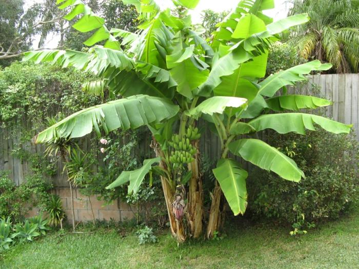 bananenstaude garten blätter exotische gartengestaltung pflege