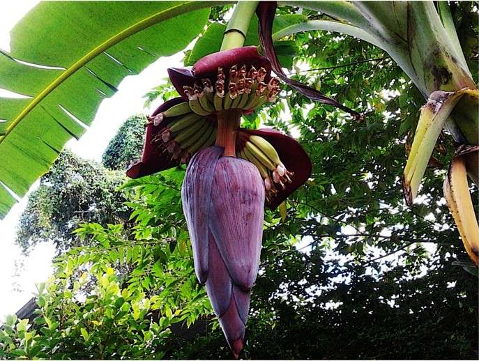 blüte banane früchte pflege tipps kultivieren garten
