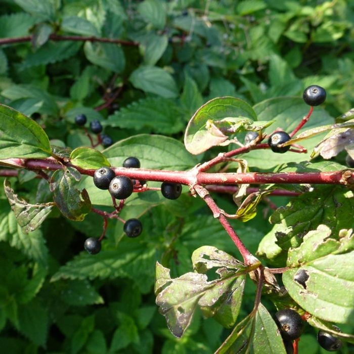 cornus sanguine schatten pflanze schwarze beere hartriegel