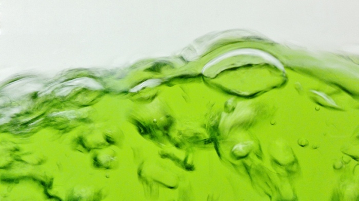 ernährung mit algen grün wasser pflanze