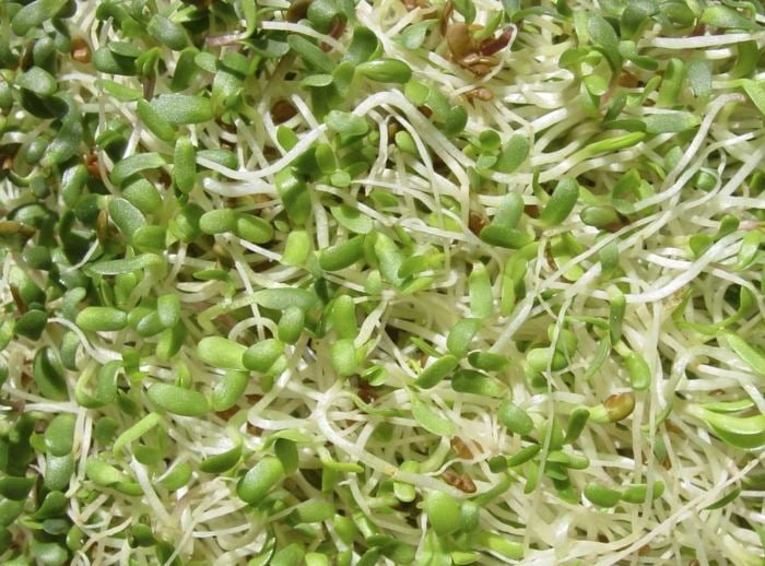 ernährung mit keimlingen alfalfa sprossen diät gemüse