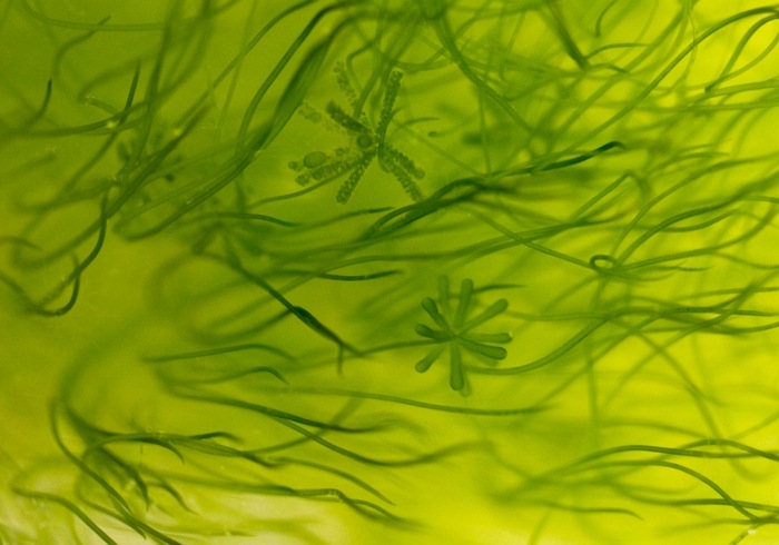 grüne algen wasser gesundheit ernährung krankheiten