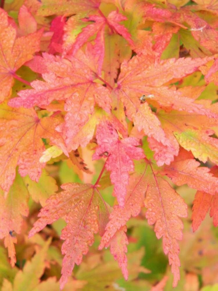 japanischer-ahorn-arten-Acer-palmatum-Coonara-Pygmy-herbstfarbe