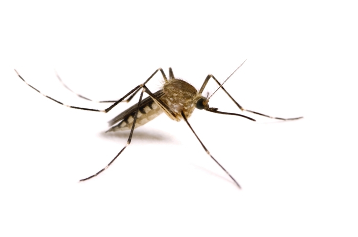 lüftungsanlage fenster insekten mücken schutz komfort praktisch