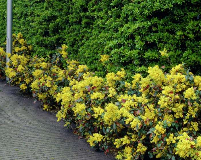 mahonie hecke gelbe blüten busch pflanzen schatten