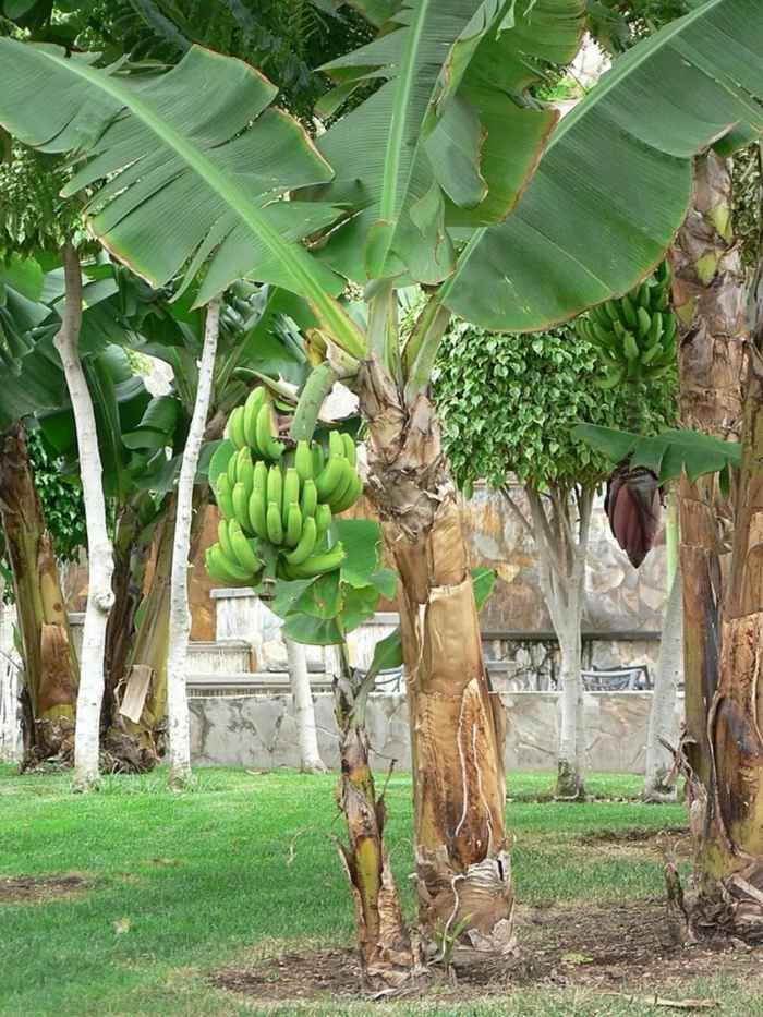 pflege der bananen pflanzen idee gartentipps ernte