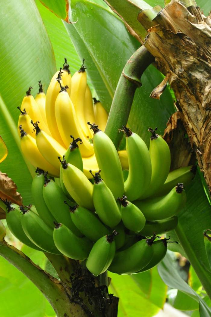 pflege der bananen pflanzen tipps früchte tropisch kultivieren