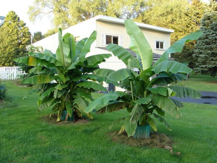 pflege der bananen pflanzen tipps garten tropisch gestalten