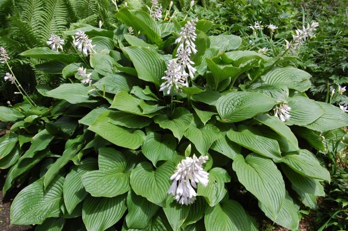 schattenpflanze hosta üppig grün blüte weiß funkie