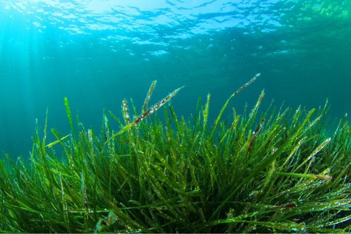 spirulina alge süßwasser meer kultivieren ernährung gesund