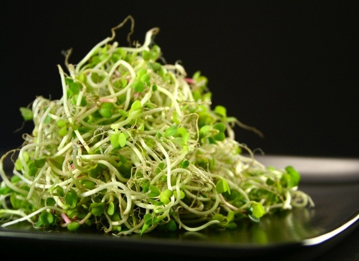 sprossen grün pflanzen ernährung gemüse proteine vitamine