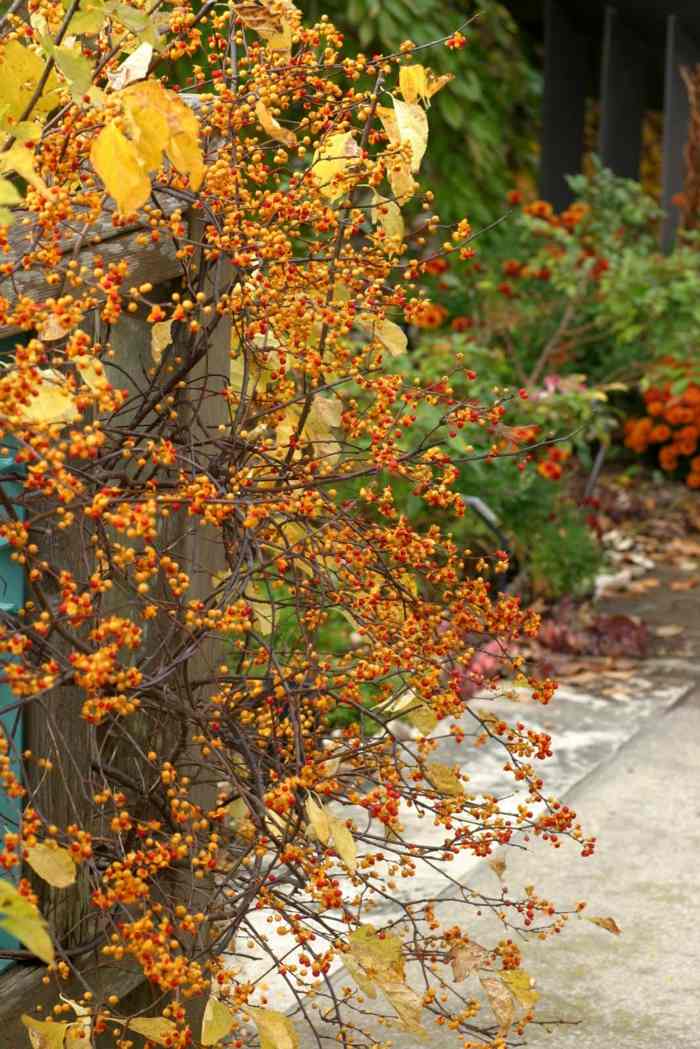 strauch schatten gewächs gelb orange früchte blätter