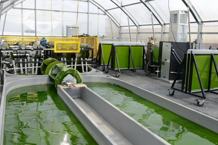 wasser bassin algen farm treibhaus ernährung fördern