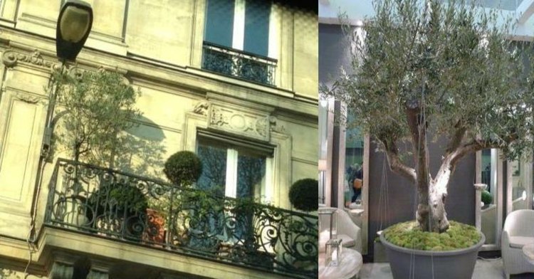 Balkon-romantisch-mit-Olivenbaum-gestalten
