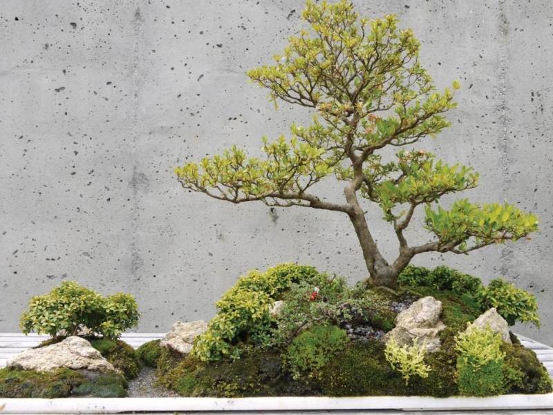 Bonsai-Baum-Gestaltung-Ideen-Steingarten-modern
