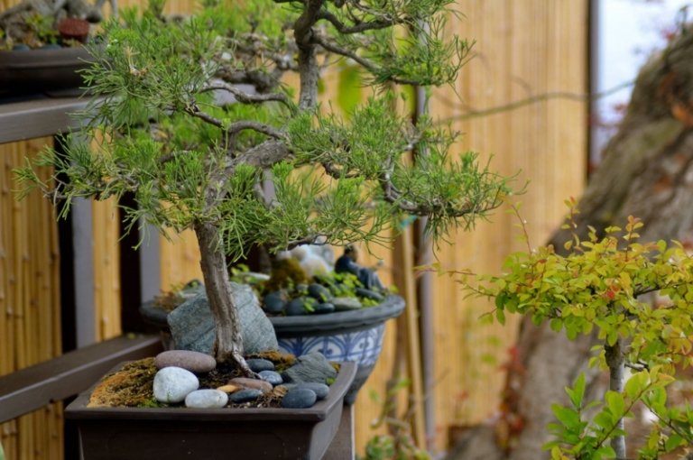 Bonsai Baum -Steine-Gartengestaltung-Ideen
