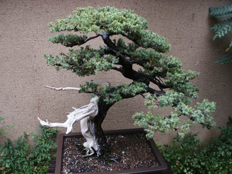 Bonsai-Baum-Zen-Garten-Betonmauer