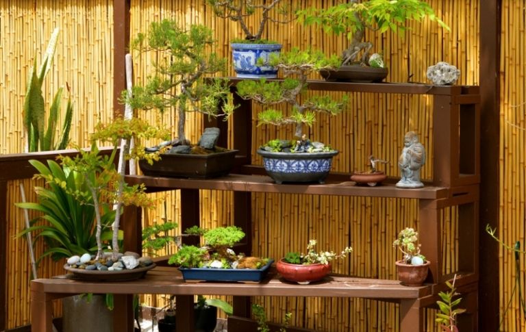 Bonsai-Baum-japanischer-Garten-Bambus-Sichtschutz