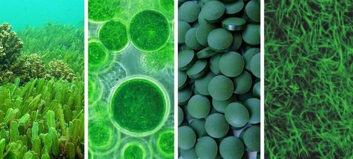 Chlorella-tabletten-AFA-blaugrüne-Algen-Green-Superfoods