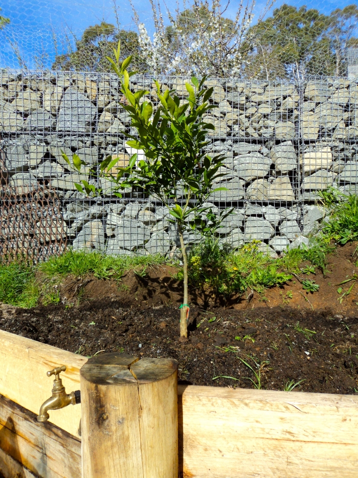 Gabionenzaun Im Garten Holen Sie Sich Ein Stuck Natur In Ihr Heim