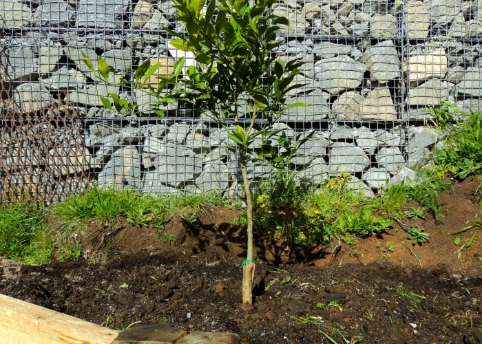 Gabionenzaun im Garten