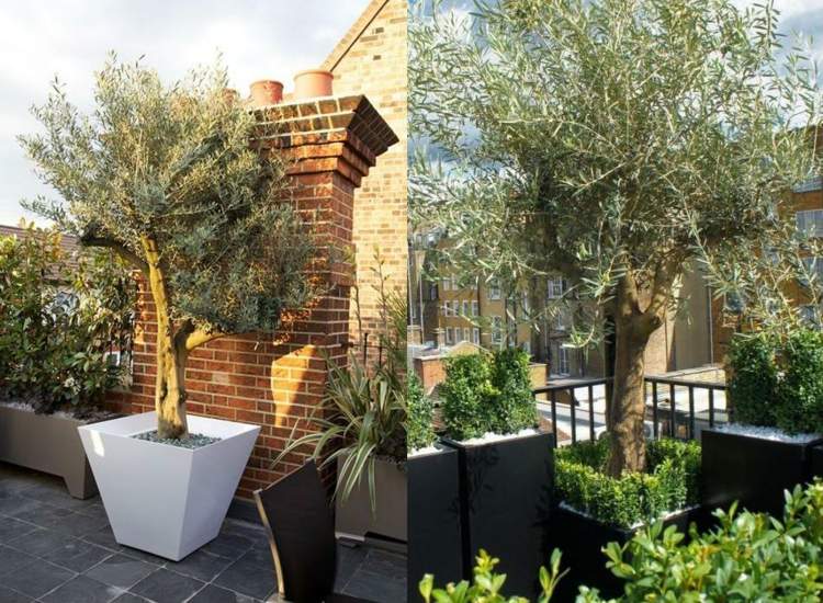 Gestaltung-mit-Olivenbaum-auf-Terrasse