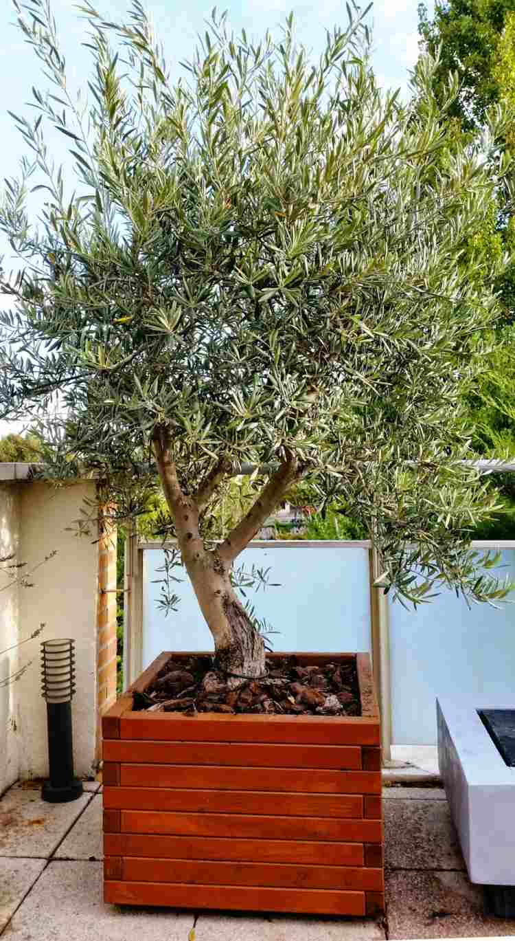 Holz-Kübel-Terrassen-Gestaltung-mit-Olivenbaum