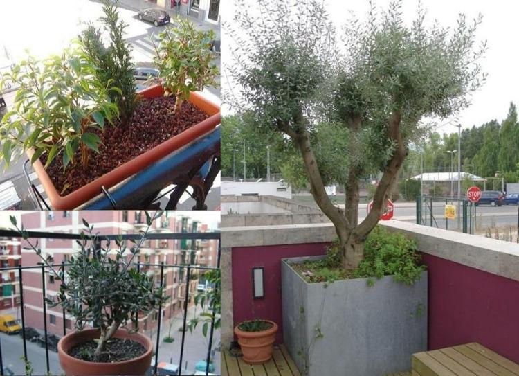 Ideen-mit-Oliven-Baum-auf-Balkon
