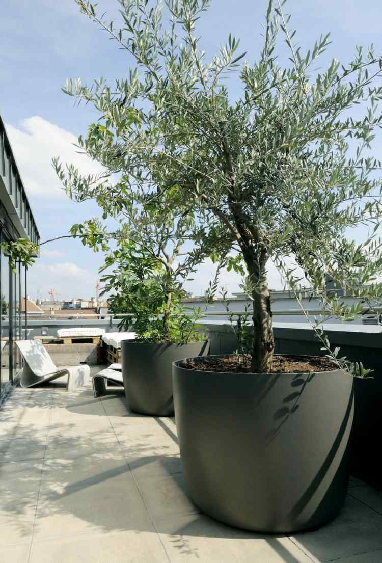 Olivenbaum-groß-auf-dem-Balkon
