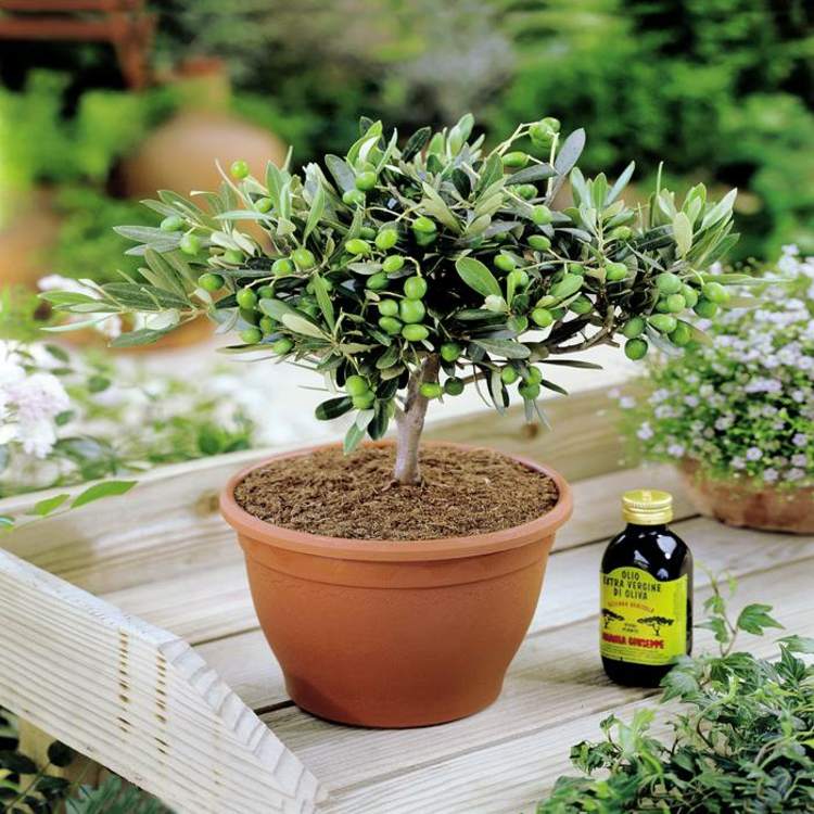 Pflanze-Olivenbaum-Olivenöl