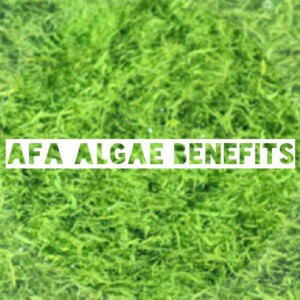 AFA-Algen